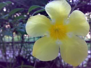 yellow bell