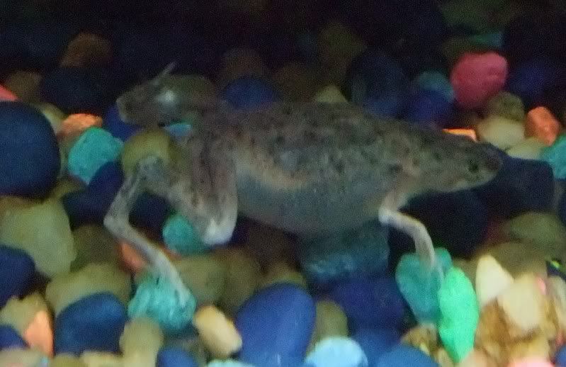 African Underwater Frog