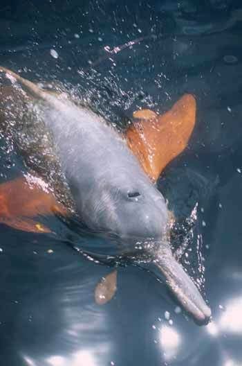 CARNIVORA - Amazon (or Boto) River Dolphin- Inia Geoffrensis CARNIVORA - Amazon (or Boto) River Dolphin- Inia Geoffrensis
