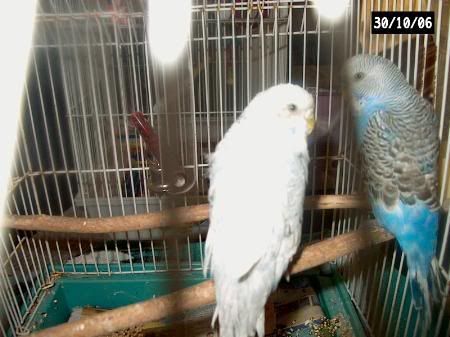 budgies040.jpg