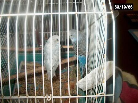 budgies045.jpg