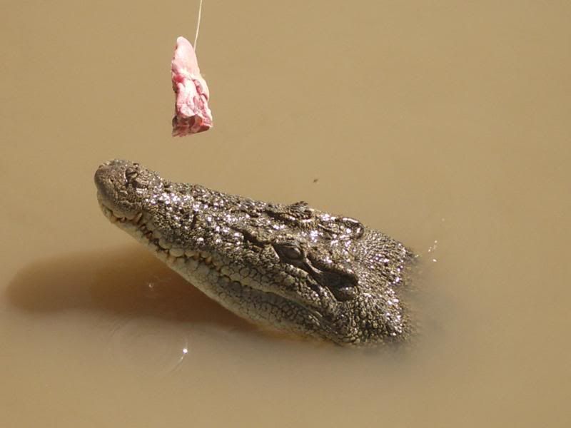 http://i129.photobucket.com/albums/p207/shefgab/IMGP8335.jpg