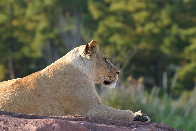 IMAGE: http://i129.photobucket.com/albums/p208/Lacks_focus/AZooNov2006076.jpg