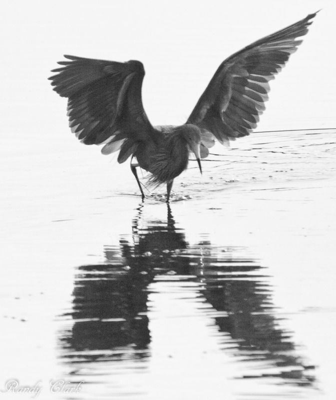 IMAGE: http://i129.photobucket.com/albums/p208/lakejessup/birds/Birds%202/IMG_5102_zpsxjsmm2j8.jpg