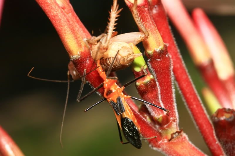 Assassin+bug+florida