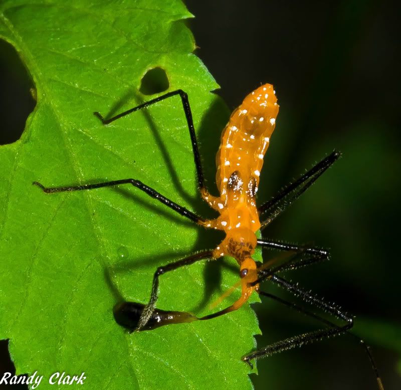 Assassin+bug+florida