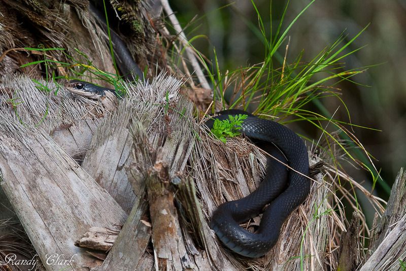 IMAGE: http://i129.photobucket.com/albums/p208/lakejessup/st%20johns/IMG_4945_zps05jcmaqe.jpg