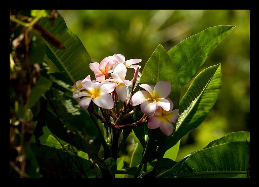 IMAGE: http://i129.photobucket.com/albums/p208/vyanagit/IMG_4491.jpg