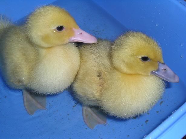 [img width=615 height=461]http://i129.photobucket.com/albums/p209/Dog-out/badeendjes.jpg[/img]