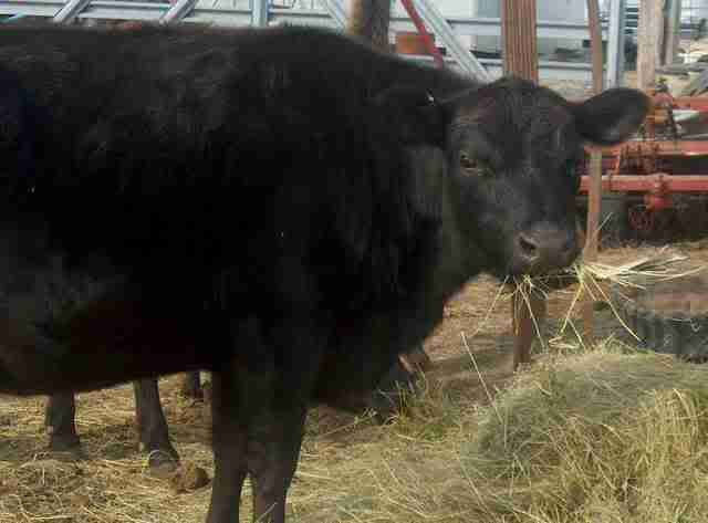 Good dual purpose cow? - Cattle