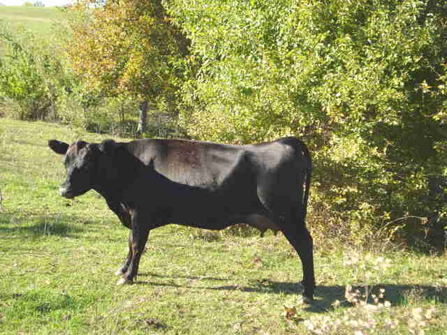 my favorite milk cow pics - Cattle