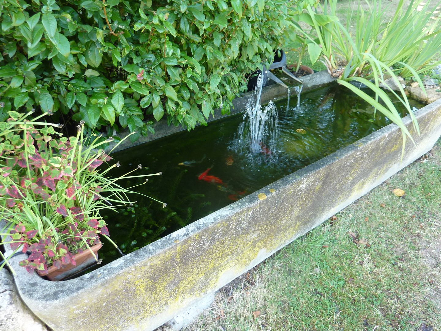 Old water trough pond Your Pond Forum Pond Life