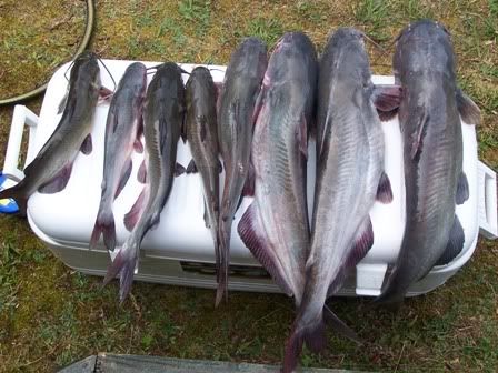 Catch Kerr's blue catfish on deeper ledges, points - Carolina Sportsman