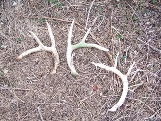 ShedHunt2008022.jpg