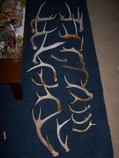ShedHunt2008033.jpg