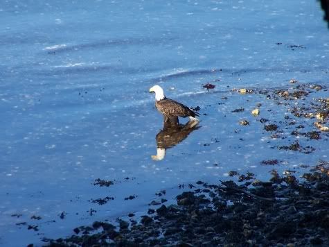 Alaska Eagle - Click for Larger Image