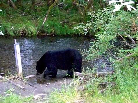 Alaska Bear fishing - Click for Larger Image