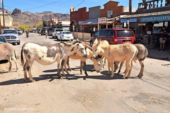 Wild Burros of Oatman, AZ