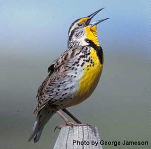 meadowlark Pictures, Images and Photos