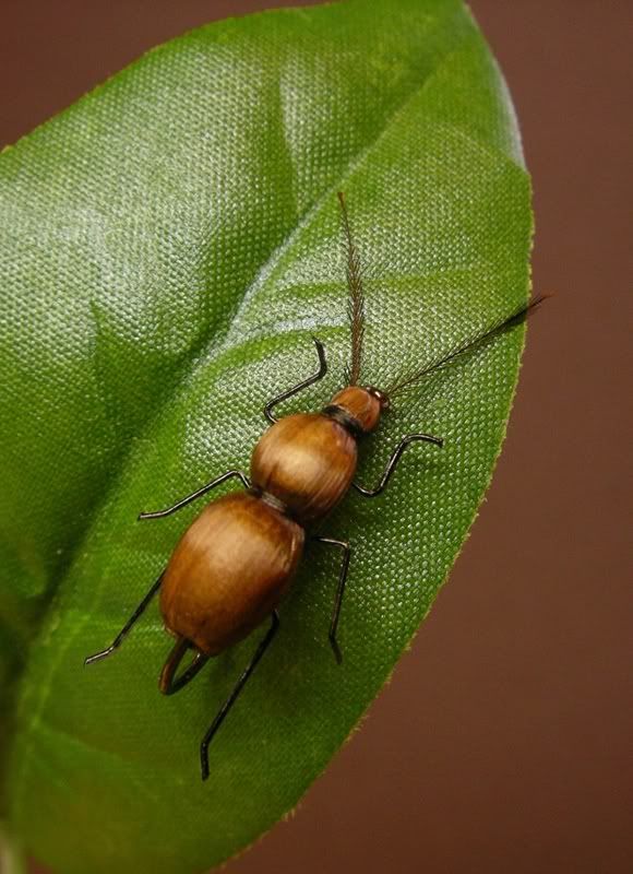 Beetle-best1.jpg