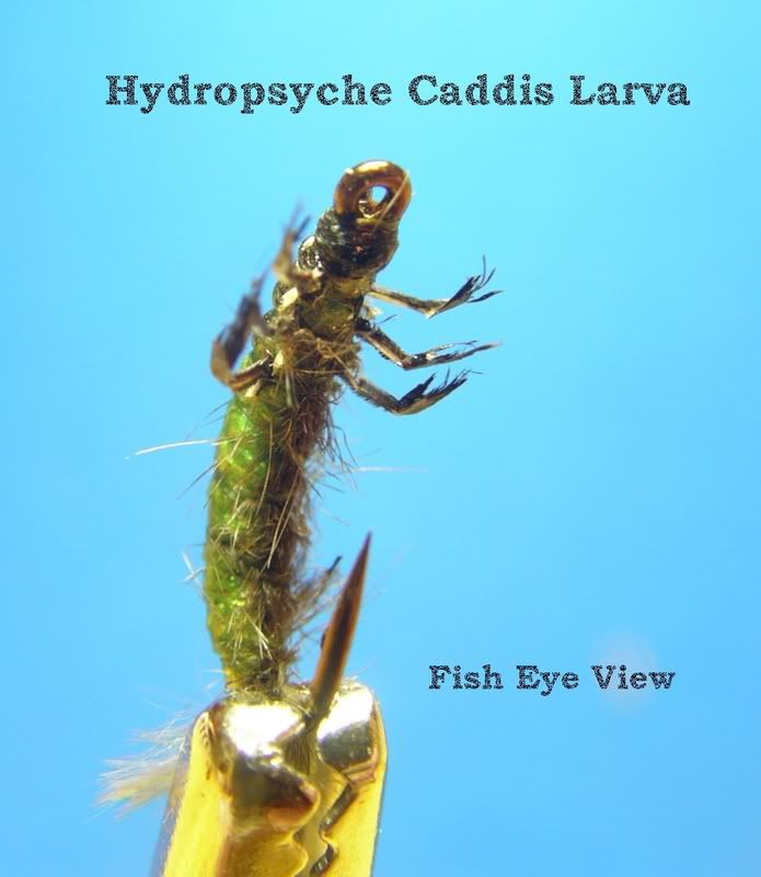 Hydropsyche4.jpg