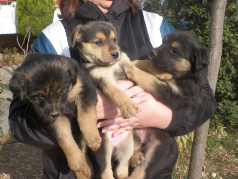 Adoption-Argyr-pups