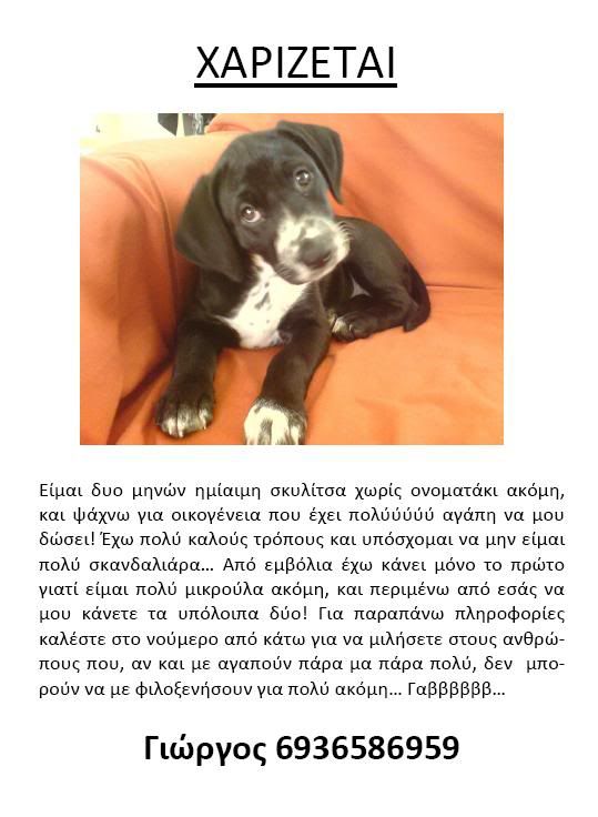 Adoption-Faye-imiaimi.dalmatias