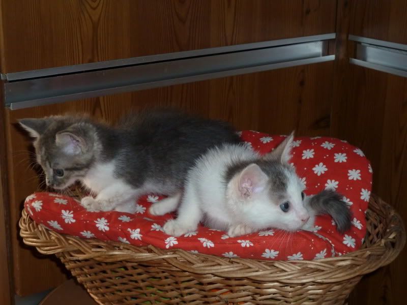 Adoption-ours-mwroulia-kitties