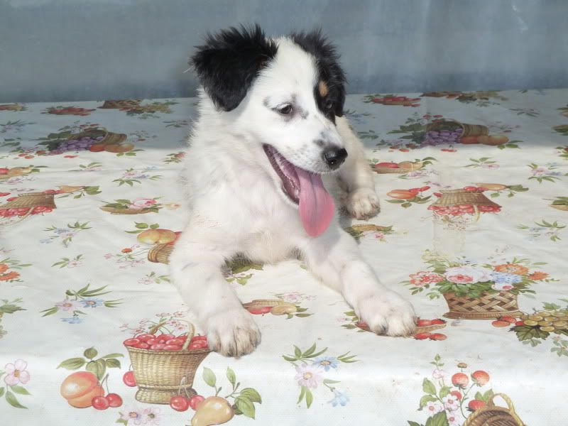 Adoption-ours-mwroulia-pup