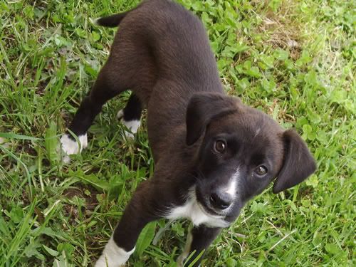 adopt female puppy