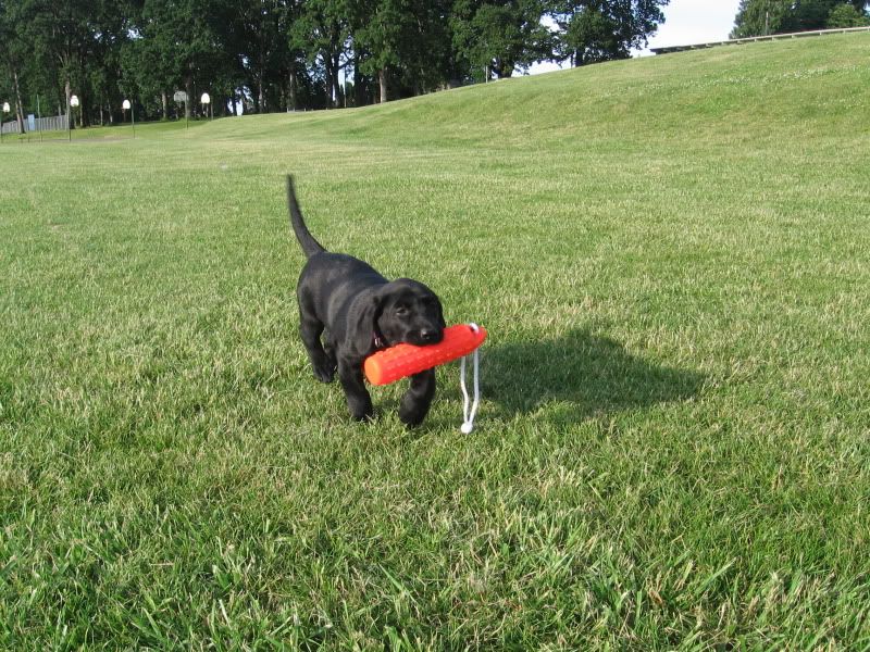 carlgren retriever kennel