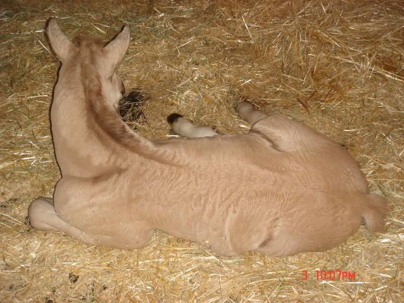 IMAGE(http://i129.photobucket.com/albums/p217/mare_jack/Babeand08colt023.jpg)