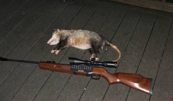 Possumdown1.jpg