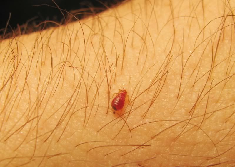 BedBugfeed.jpg Bed Bug Feed image by crhinehart