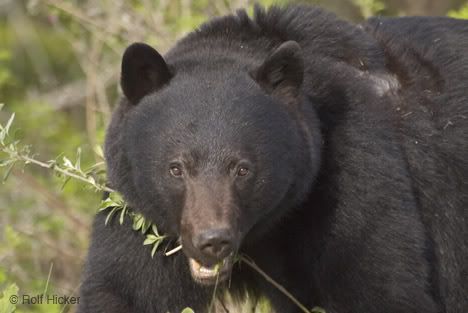 black bear prey