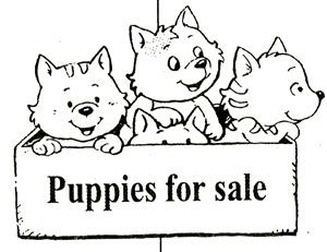 Puppies-for-sale-indianapolis.jpg