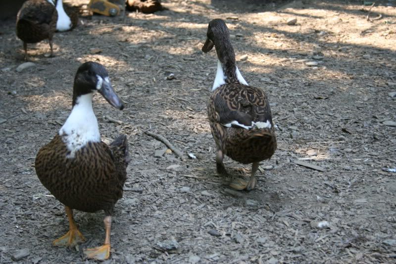 EGGS More Dutch Hook Bill Ducks!