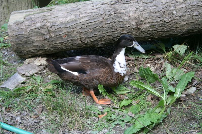 DUCKLINGS Dutch Hook Bill