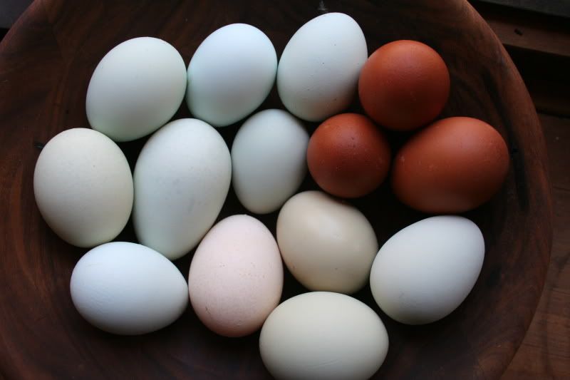 araucana-egg-color-chart