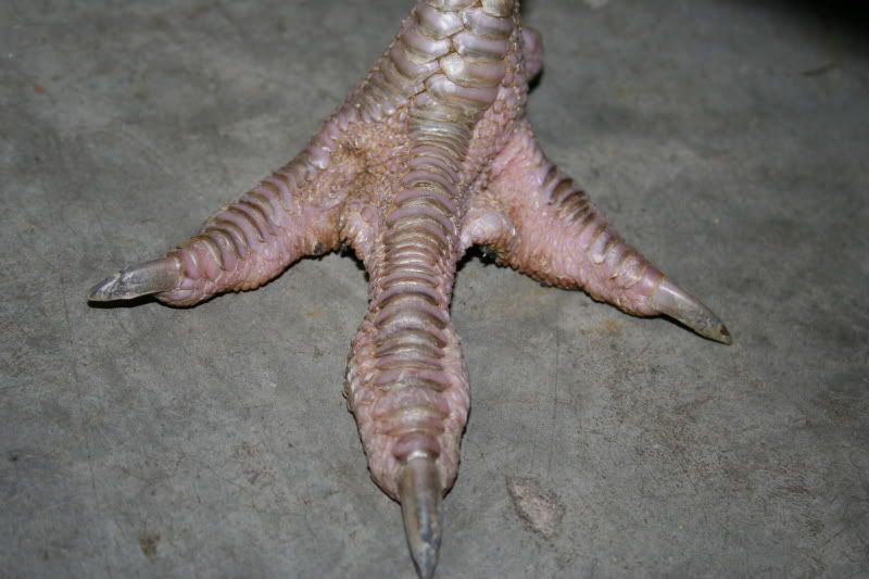 Anyone Know Much About Bumble Foot in Turkeys? ***PICS ADDED*** Page 2