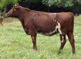 73Ada45adj.jpg Nile Valley Ada 45 ID73-Milking_Shorthorn_heifer image by roanbullman