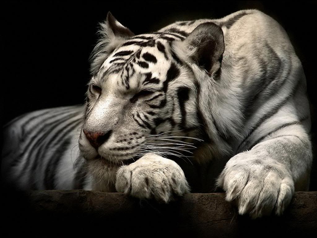 Animal_whitetiger_249250_zps5d2a6cc6.jpg