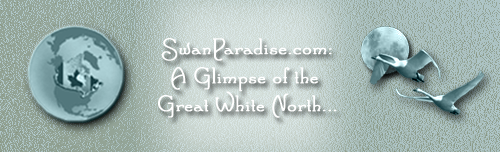SwanParadise-Blog