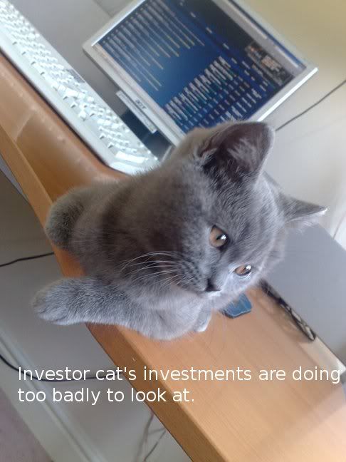 cat3.jpg
