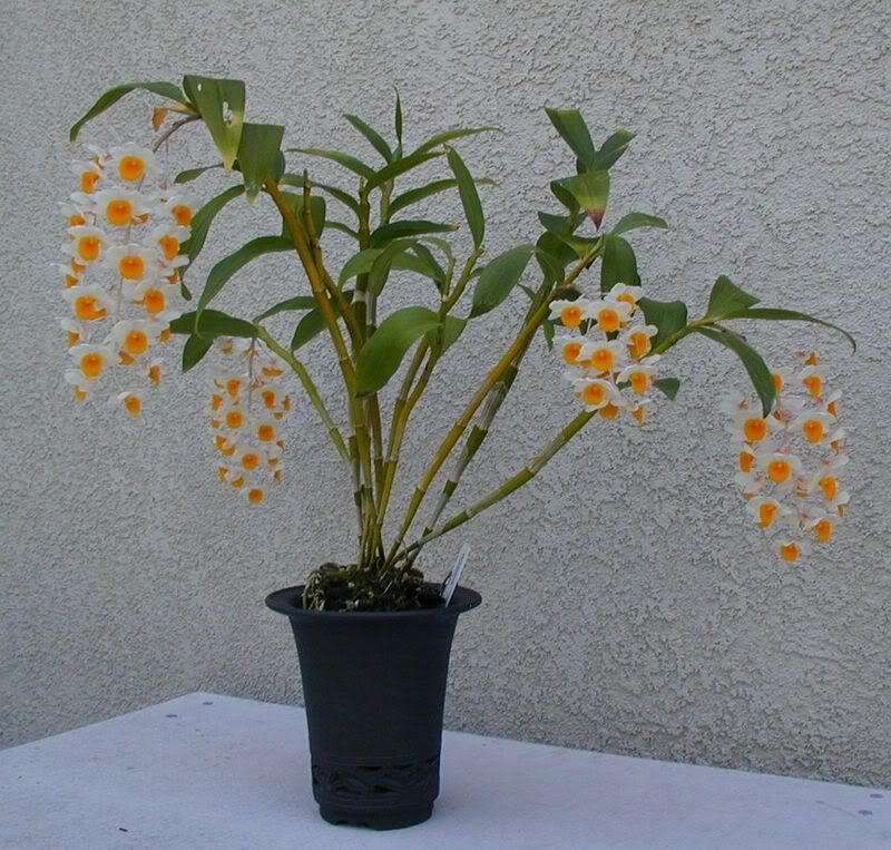DendrobiumThyrsiflorum.jpg