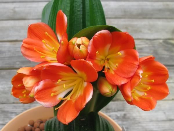 Clivia Bloom