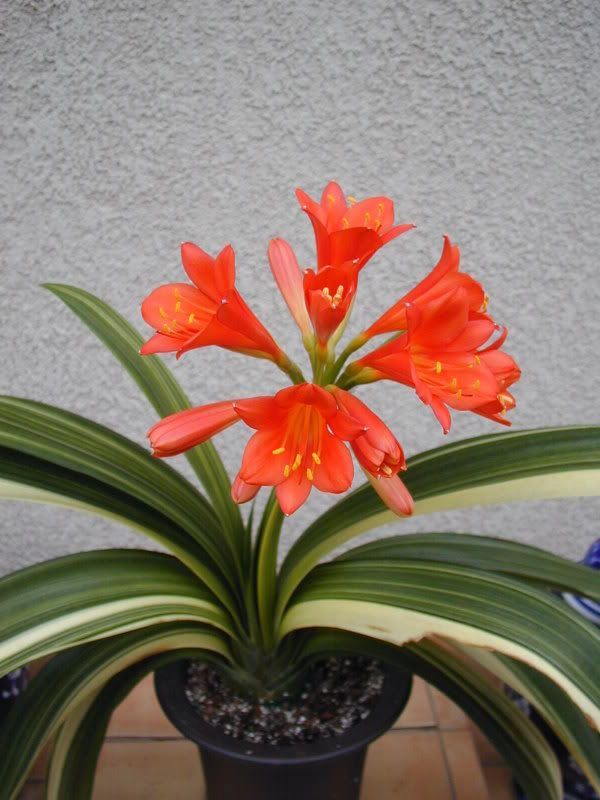 P4250003.jpg