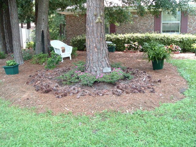 Landscaping Under Pine Trees