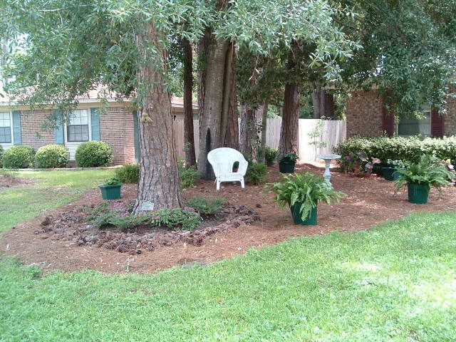 Landscaping Under Pine Trees