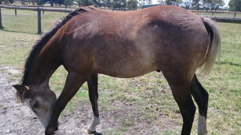http://i129.photobucket.com/albums/p228/appaloosa5/Mobile%20Uploads/mms_img-1478343992_zpsa71ae4c2.jpg